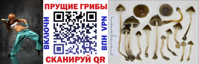Псилоцибиновые грибы Psilocybe KRAKEN ONION Рудня